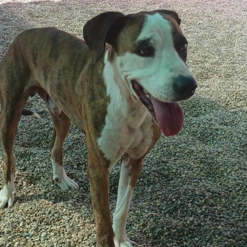 Red, an adoptable Boxer, Hound in Wadena, MN, 56482 | Photo Image 3