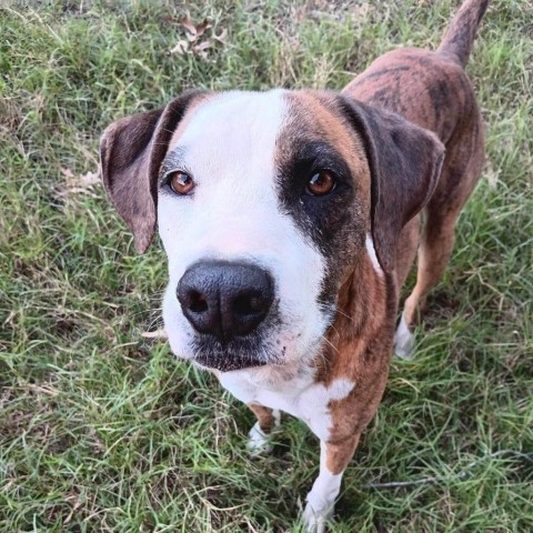 Red, an adoptable Boxer, Hound in Wadena, MN, 56482 | Photo Image 4