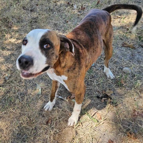 Red, an adoptable Boxer, Hound in Wadena, MN, 56482 | Photo Image 4