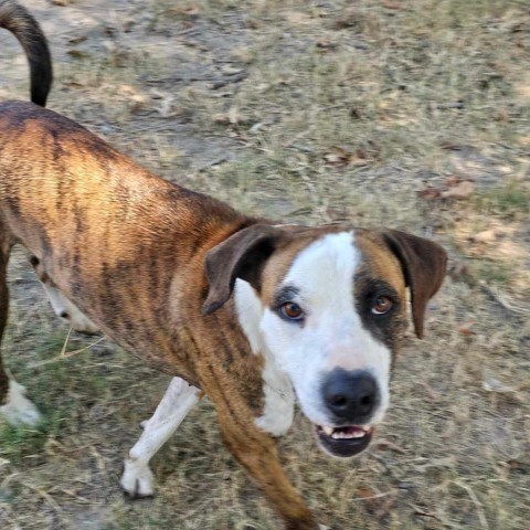 Red, an adoptable Boxer, Hound in Wadena, MN, 56482 | Photo Image 5