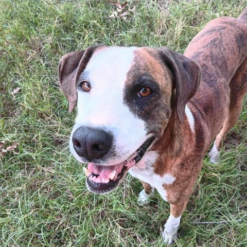 Red, an adoptable Boxer, Hound in Wadena, MN, 56482 | Photo Image 5