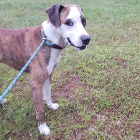 Red, an adoptable Boxer, Hound in Wadena, MN, 56482 | Photo Image 6