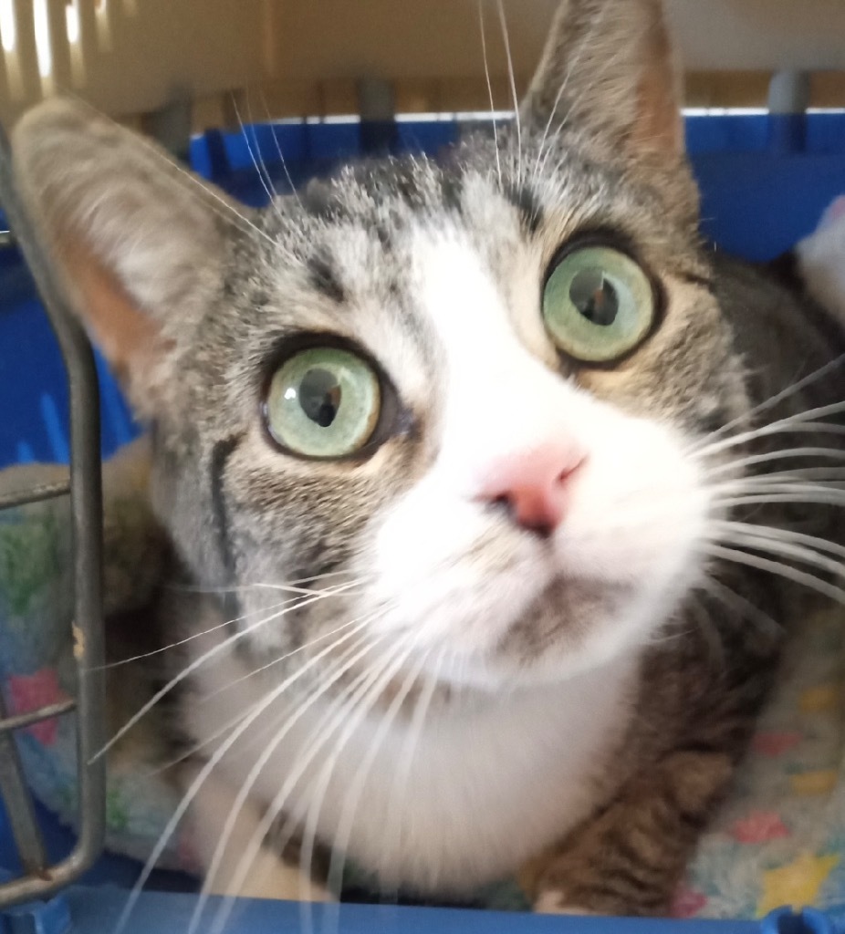 Lady, an adoptable Domestic Short Hair in Saginaw, MI, 48604 | Photo Image 1