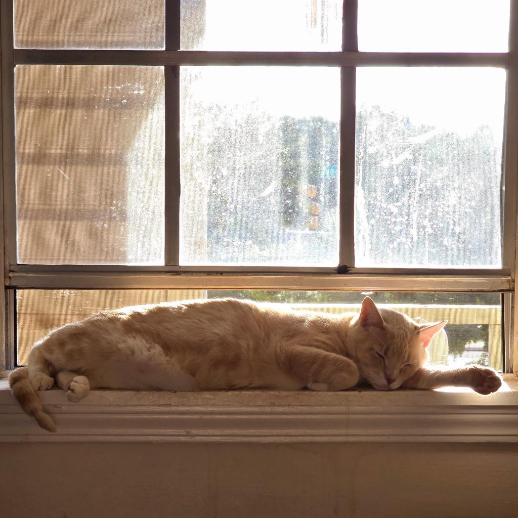 Chunky, an adoptable Domestic Short Hair in Tuscaloosa, AL, 35401 | Photo Image 3