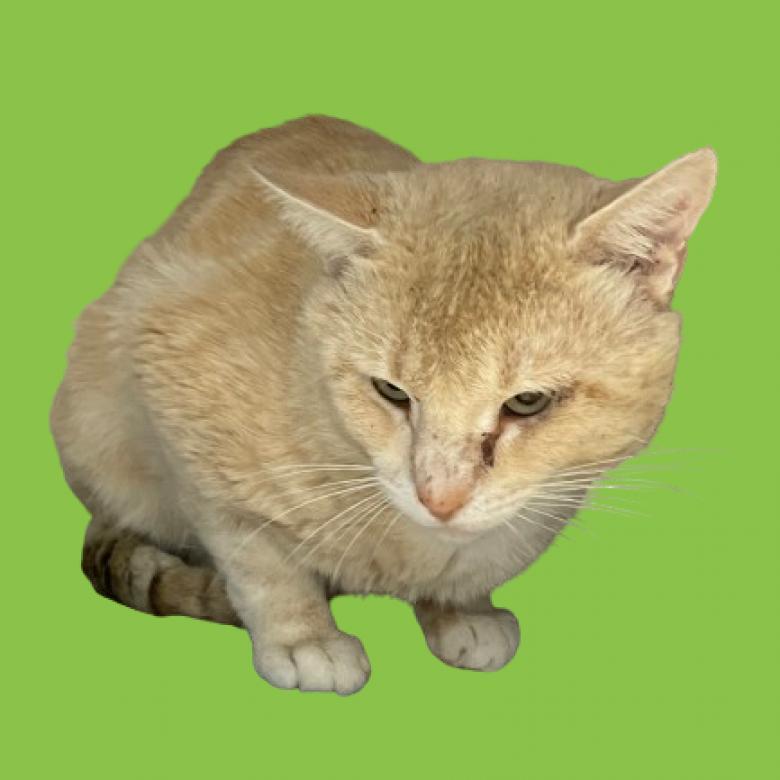 Chunky, an adoptable Domestic Short Hair in Tuscaloosa, AL, 35401 | Photo Image 4
