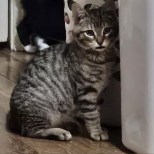 Say hello to Jiminey a friendly striped gray male who loves to be in the limelight At just three m