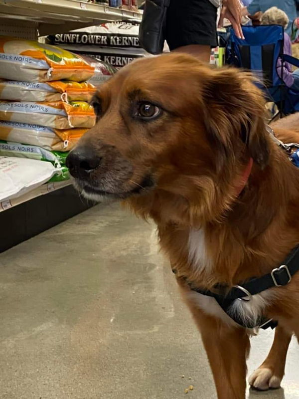 Huey *Adopt or Foster *, an adoptable Spaniel in Fairfax, VA, 22038 | Photo Image 1