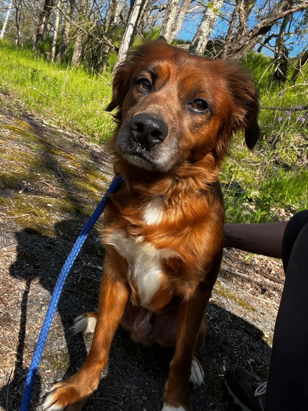 Huey *Adopt or Foster *, an adoptable Spaniel in Fairfax, VA, 22038 | Photo Image 2