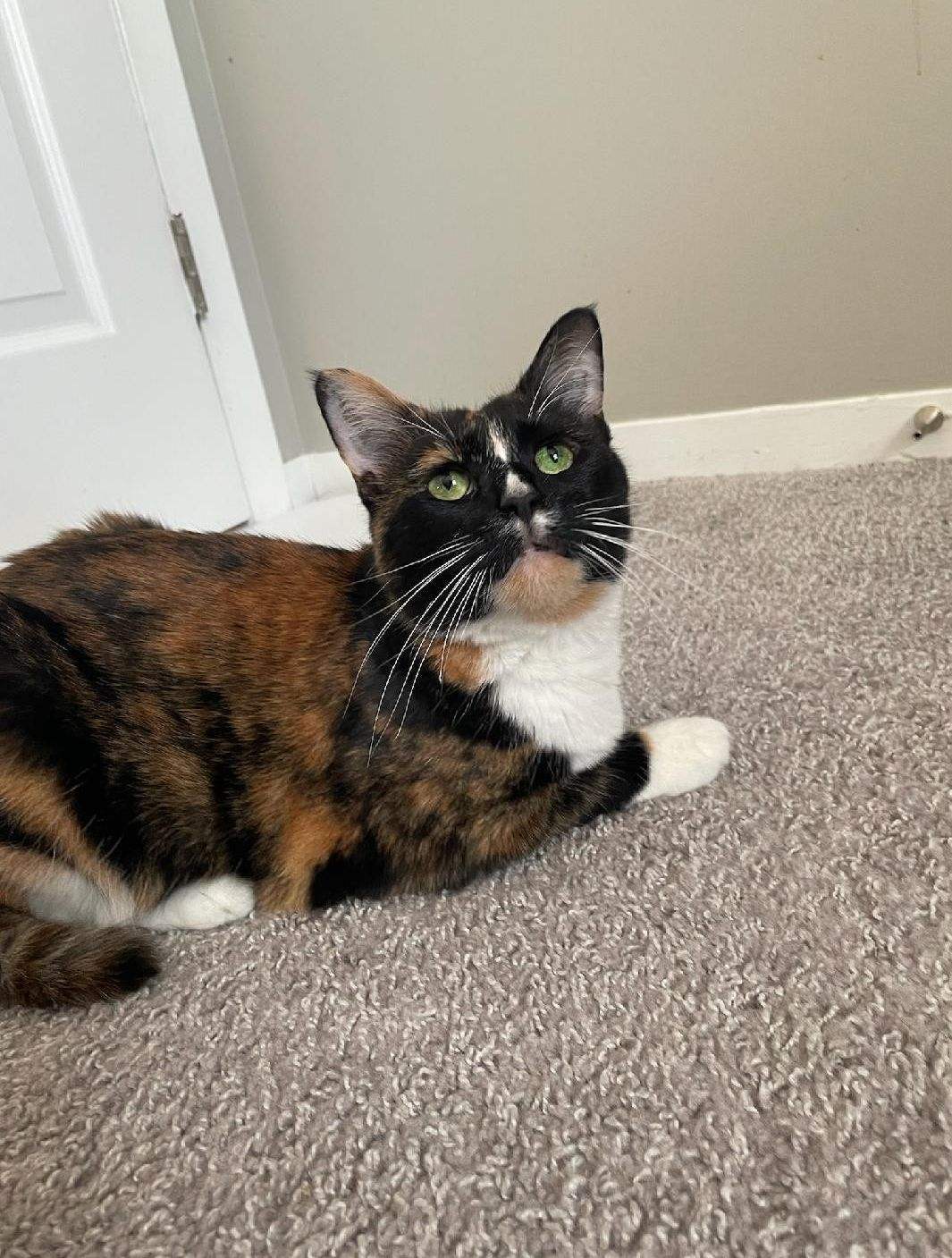 Gracie, an adoptable Tortoiseshell, Abyssinian in Columbus, OH, 43211 | Photo Image 3