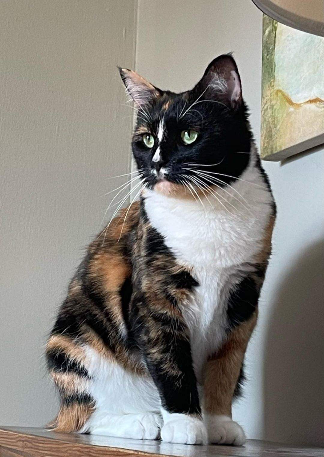 Gracie, an adoptable Tortoiseshell, Abyssinian in Columbus, OH, 43211 | Photo Image 4