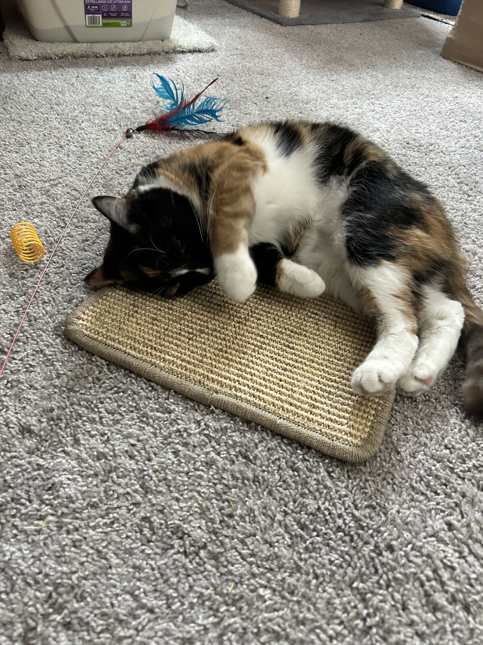 Gracie, an adoptable Tortoiseshell, Abyssinian in Columbus, OH, 43211 | Photo Image 5