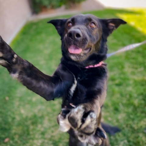 Willow, an adoptable Mixed Breed in Great Falls, MT, 59404 | Photo Image 2