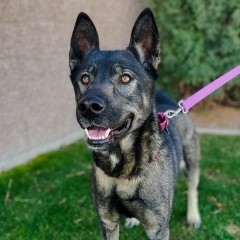Priest, an adoptable Mixed Breed, German Shepherd Dog in Great Falls, MT, 59404 | Photo Image 1