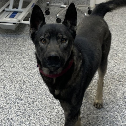 Priest, an adoptable Mixed Breed, German Shepherd Dog in Great Falls, MT, 59404 | Photo Image 2