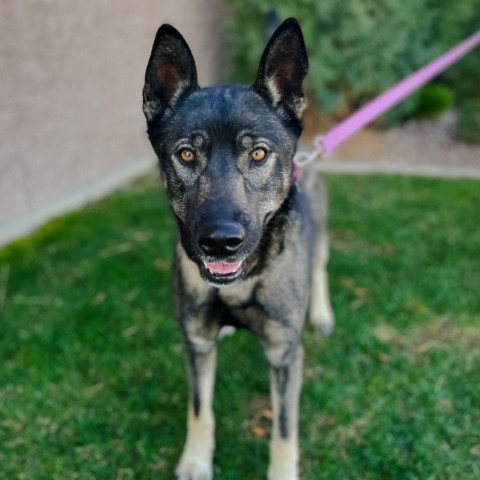 Priest, an adoptable Mixed Breed, German Shepherd Dog in Great Falls, MT, 59404 | Photo Image 3