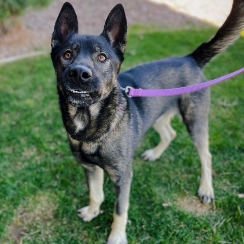 Priest, an adoptable Mixed Breed, German Shepherd Dog in Great Falls, MT, 59404 | Photo Image 4