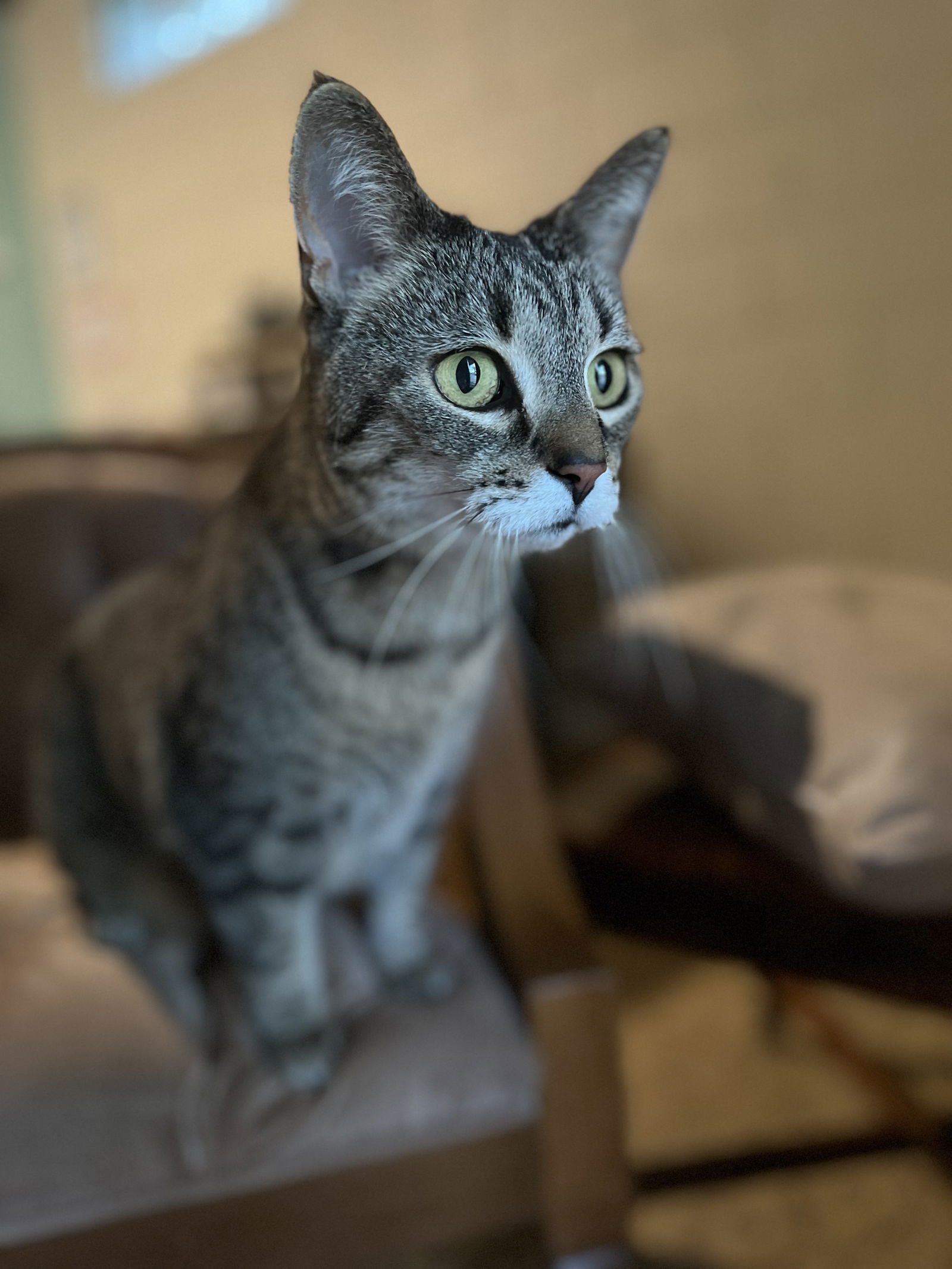Ruthie (I Litter)