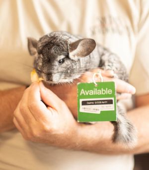 Daphne Chinchilla Small & Furry