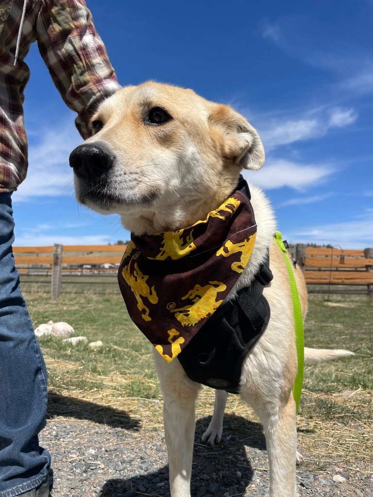 SUKAR, an adoptable Sloughi, Canaan Dog in Hartville, WY, 82215 | Photo Image 1