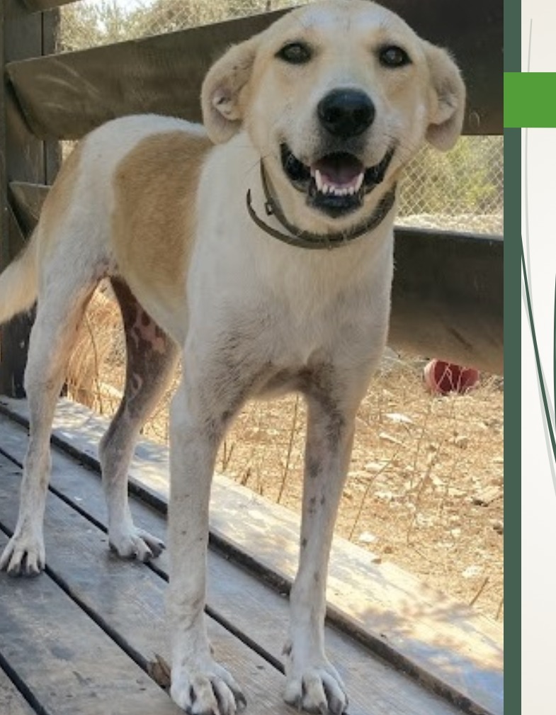SUKAR, an adoptable Sloughi, Canaan Dog in Hartville, WY, 82215 | Photo Image 2