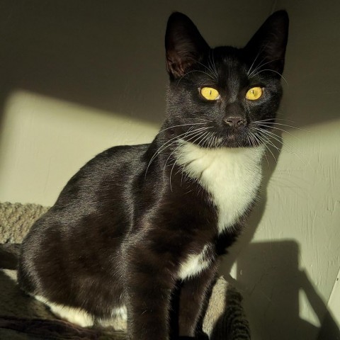 Tommy, an adoptable Domestic Short Hair in Ponca City, OK, 74604 | Photo Image 1