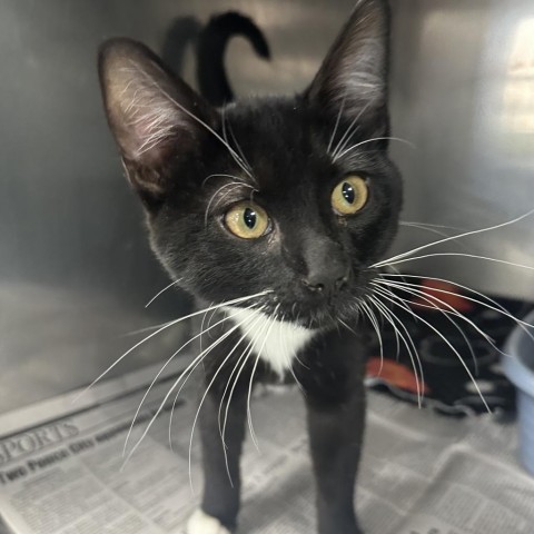 Tommy, an adoptable Domestic Short Hair in Ponca City, OK, 74604 | Photo Image 2