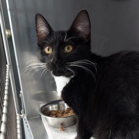 Tommy, an adoptable Domestic Short Hair in Ponca City, OK, 74604 | Photo Image 3