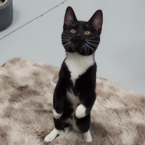 Tommy, an adoptable Domestic Short Hair in Ponca City, OK, 74604 | Photo Image 6