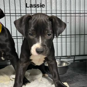 Lassie Pit Bull Terrier Dog