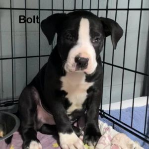 Bolt Pit Bull Terrier Dog