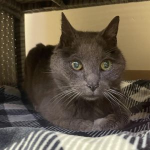 Hi My name is Smokey and Im at the Santa Maria Campus Im an 11 year old male Russian Blue
