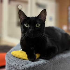 Hi My name is Sqwee and Im an 9 month old female Domestic Shorthair who is eager for a new