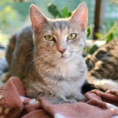 Pebbles and Peaches are the cutest little sisters They love to play with each o