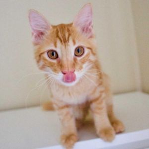Howl is a very handsome orange tabby with a dazzling medium length coat that gives him a doll-like a