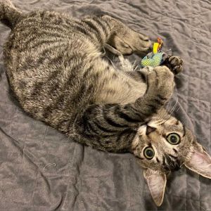 Gravy is a shy and cuddly little boy who was rescued along with his sibling Pepp