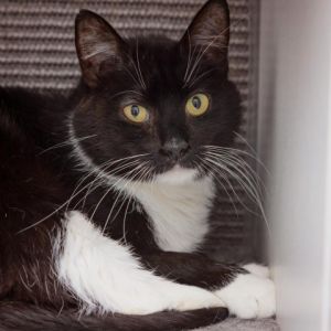 Patino is a mellow and sweet lady She loves everyone she meets and gets along w