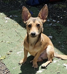 Fox is an approximately 1-2 years old male ChihuahuaDaschund Mix who was found roaming the stree