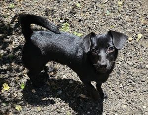 Ebony is an 11 Chihuahua Mix female about 6m to a year of age She is engagi