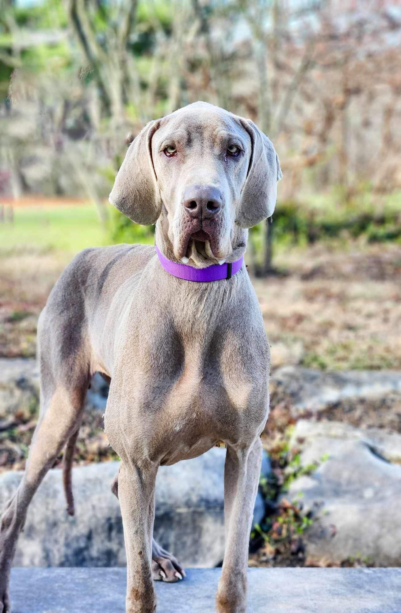 Dog for adoption Lucy, a Great Dane in Florence, KY Petfinder