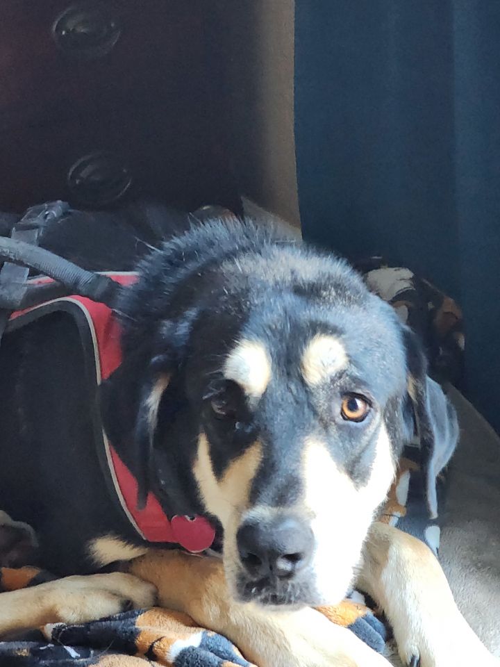 Teddy (URGENT!) 1
