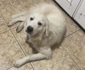 Cowboy HTX, Adult Male Great Pyrenees