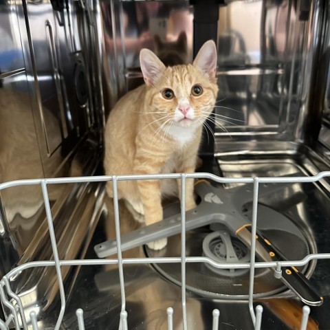 Cheerio Estes, an adoptable Domestic Short Hair in Eagle Mountain, UT, 84005 | Photo Image 1