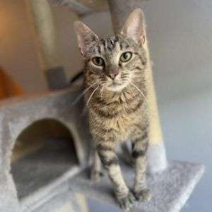 Beautiful brown tabby Ivy will follow you around until you sit down and make a l