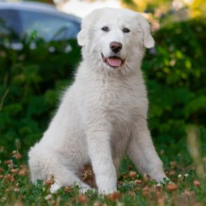 Ginger Great Pyrenees Dog