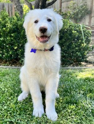 Ale Great Pyrenees Dog