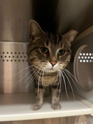 Introducing Stevie the one-year-old tabby with a heart of gold and a voice to m