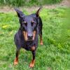 7815 Mya - I&#39;m a SSNAP Dog photo 1