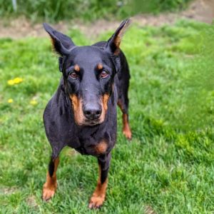 7815 Mya - I&#39;m a SSNAP Dog, Senior Female Doberman Pinscher
