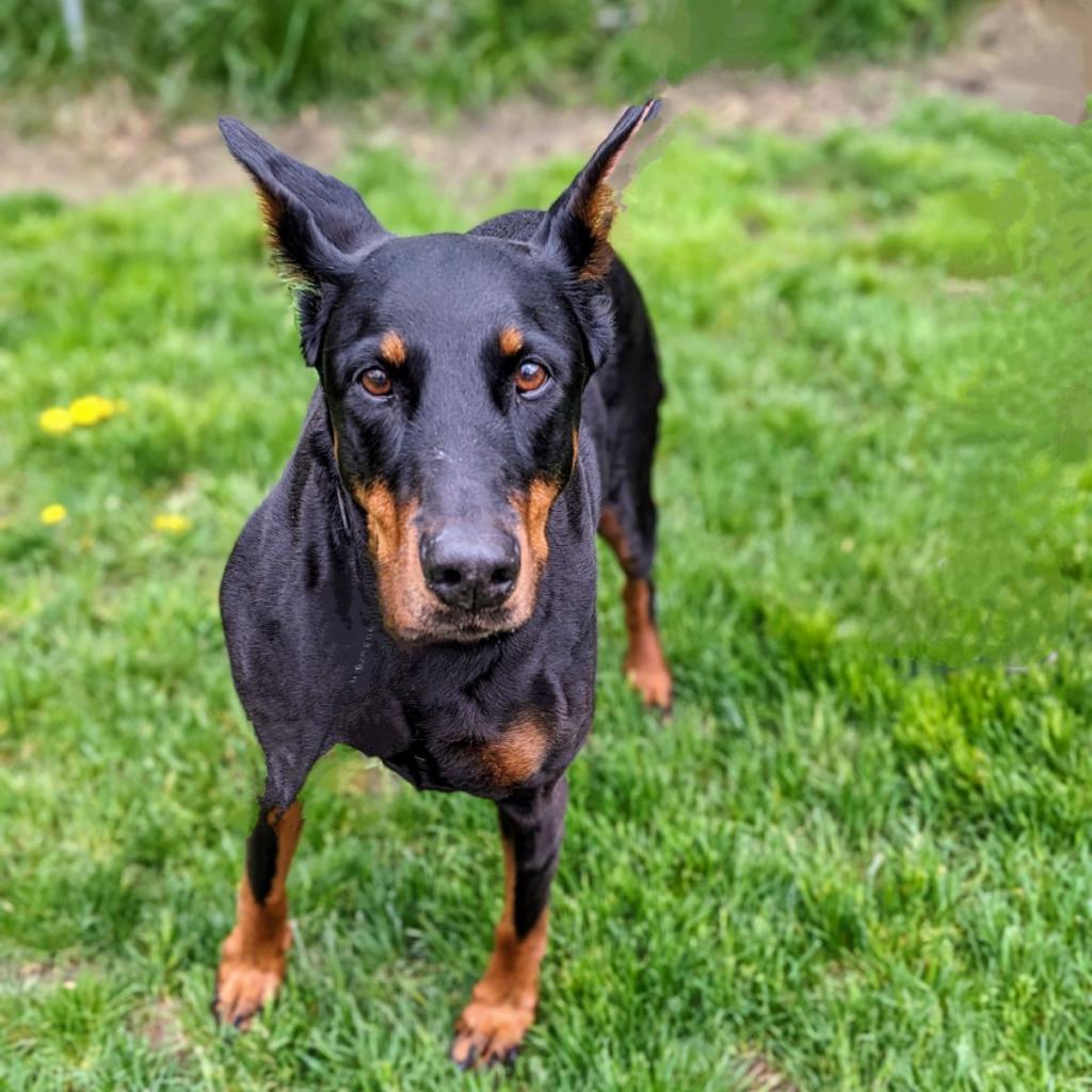 7815 Mya - I'm a SSNAP Dog, an adoptable Doberman Pinscher in Sandown, NH, 03873 | Photo Image 1