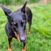 7815 Mya - I&#39;m a SSNAP Dog photo 2